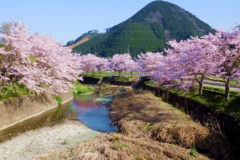 遠阪地区の桜景色