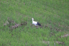 コウノトリ：兵庫県の県鳥「コウノトリ」。丹波市にも飛来。