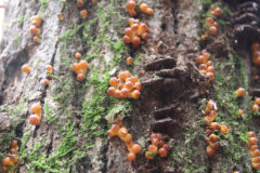 ナメコ(幼菌)：立ち枯れたドングリの大木に宿った、天然ナメコの幼菌。