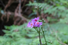 クリンソウ：兵庫県RDB「Bランク」指定の貴重な花。