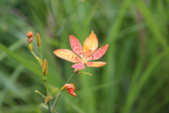 ヒオウギ：土の薄い岩場等に根を張って花を咲かせます。花期：7~8月