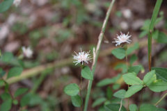 コウヤボウキ：愛らしい姿で、甘い花の香りのする花。花期：10月頃