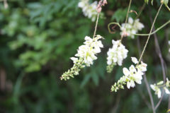 ナツフジ：暑さをものともせず咲く真夏の花。花期：7~8月