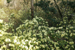 ヒカゲツツジ：常緑の低木で山地の崖や岩上に生育。花期：4~5月頃