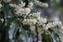 リンボク：サクラの仲間。常緑性で野生の桜の木。花期：9月頃