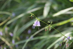 ツリガネニンジン：多年草。山野のススキ草原や溜池の堰堤に生育。花期：8～9月