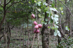 ミツバアケビ：樹上に実る里山のおやつ。花期：4~5月頃