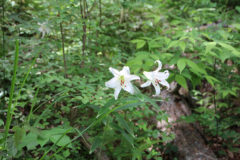 ササユリ：山の麓などの草むらに生育。花期：6～7月