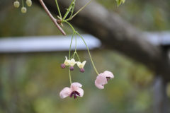 アケビの花：雌花と雄花が同じ枝につく。写真下側が雌花。写真上側が雄花。