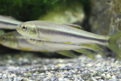 カワムツ：全長15cm程度。体側中央に1本暗色縦条があり、各鰭は黄色である。