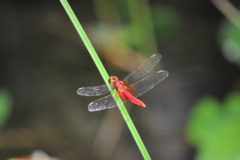 ショウジョウトンボ：赤色が印象的なトンボ。８月上旬にため池などで見られる。