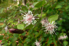 コウヤボウキ：枝先に白いホウキをひっくり返した形をした花が咲く。花期：10月頃