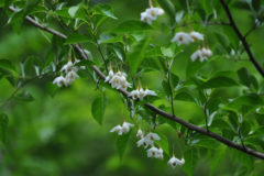 エゴノキ:日本全土に生息する落葉樹。花期：５～６月
