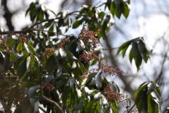 アセビ:早春より釣り鐘型の花を咲かせる。春の到来を実感させる植物。