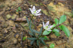 センブリ：昔から健胃薬として利用され、星形の白い花を咲かす。花期：8～11月