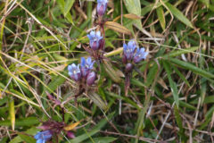 リンドウ：秋の山野草。人気があり薬草としても知られる。花期：9～11月