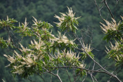 リョウブ：初夏に花を咲かせる。花には蜜が多く昆虫がよく訪れる。花期：７～９月