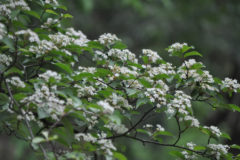 カマツカ：本州・四国・九州に分布。白くて丸い花を咲かせる。花期：4～５月