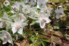 セツブンソウ：早春に咲く花で、開花時期が早いのが特徴である。