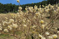 ミツマタ群生地：国道427号線沿い（青垣峠）：3〜4月