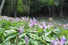 かたくり：丹波市の市花：3〜4月