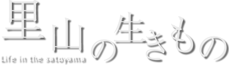 里山のいきもの