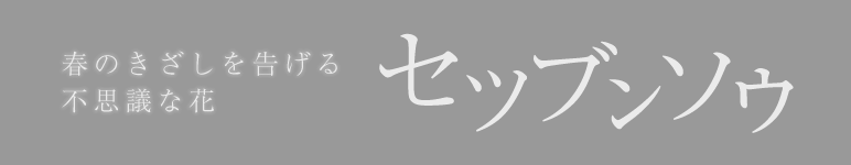 春のきざしを告げる不思議な花 セブツンソウ