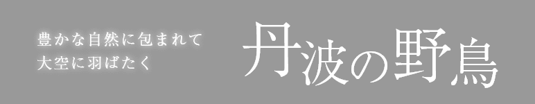 豊かな自然に包まれて大空に羽ばたく丹波の野鳥